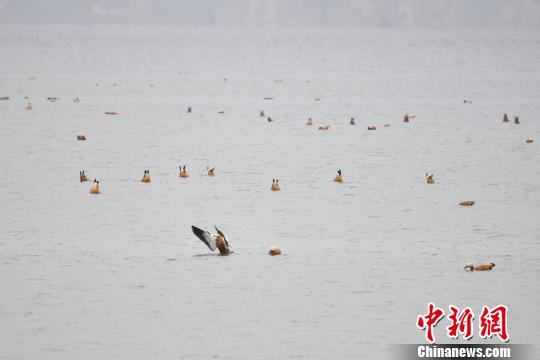 圖為在納帕海濕地棲息的候鳥?！⑷疥?攝