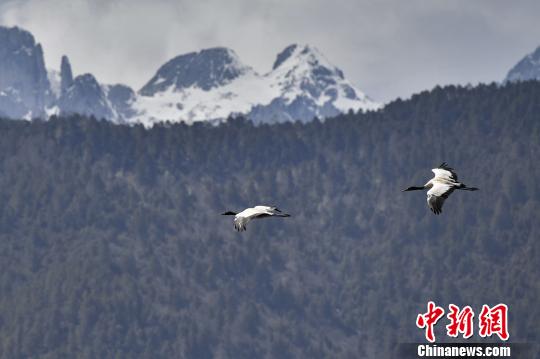 圖為在納帕海濕地上空飛翔的黑頸鶴?！⑷疥?攝