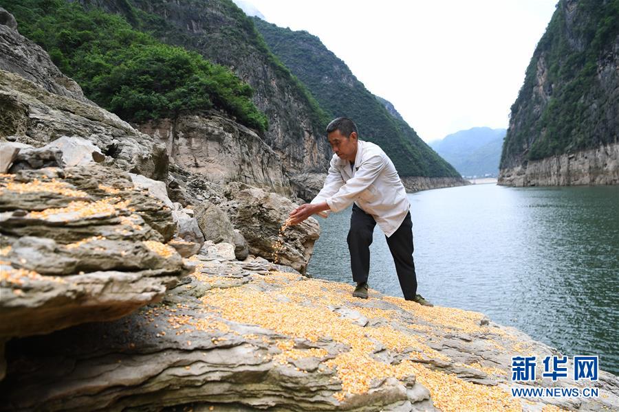 （在習(xí)近平新時代中國特色社會主義思想指引下——新時代新作為新篇章）（3）重慶巫山：“生態(tài)寶貝”變身“搖錢樹”