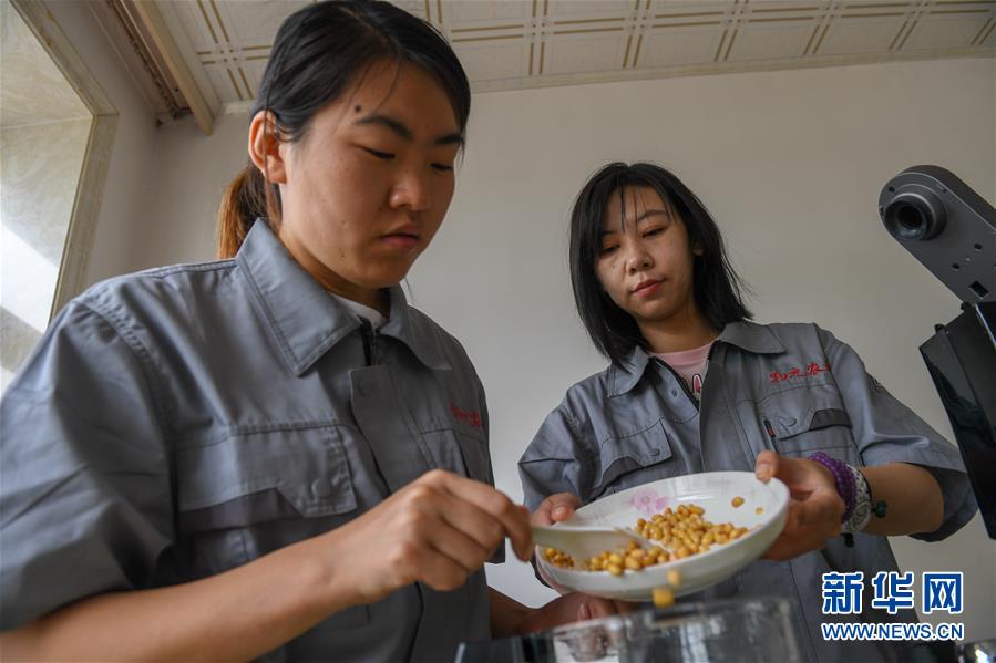 （在習近平新時代中國特色社會主義思想指引下——新時代新作為新篇章·圖文互動）（3）大學生種田讓農(nóng)民“老把式”開了眼——吉林長白山下的稻田新事