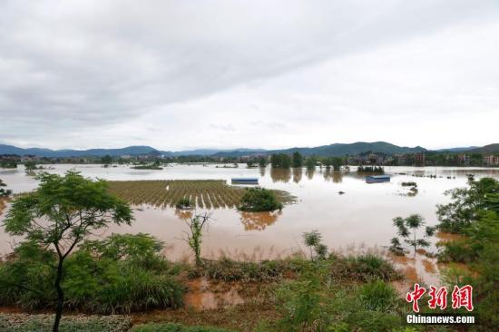 資料圖：湖南省臨武縣武水鎮(zhèn)、南強(qiáng)鎮(zhèn)、汾市鎮(zhèn)、水東鎮(zhèn)、金江鎮(zhèn)等鄉(xiāng)鎮(zhèn)遭遇特大暴雨襲擊，導(dǎo)致大量民房和農(nóng)田被淹。據(jù)不完全統(tǒng)計(jì)，該縣數(shù)千戶民房被淹，數(shù)十萬畝農(nóng)田、果園、煙田被淹斷收，直接經(jīng)濟(jì)損失達(dá)數(shù)千萬元。災(zāi)情發(fā)生后，當(dāng)?shù)卣跋嚓P(guān)部門第一時(shí)間奔赴受災(zāi)鄉(xiāng)鎮(zhèn)轉(zhuǎn)移群眾，察看災(zāi)情并積極組織村民排澇自救、發(fā)放救災(zāi)物資、開展保險(xiǎn)理賠等工作。目前救災(zāi)工作正在有序進(jìn)行，無人員傷亡。唐盛歡 攝