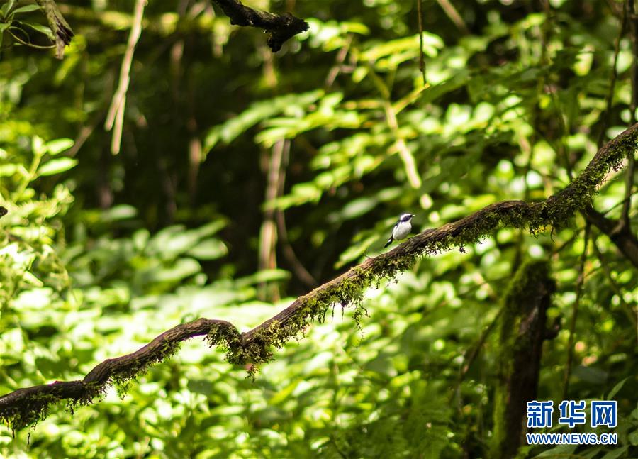 （決戰(zhàn)決勝脫貧攻堅·圖文互動）（3）怒江大峽谷興起“生態(tài)行當(dāng)”