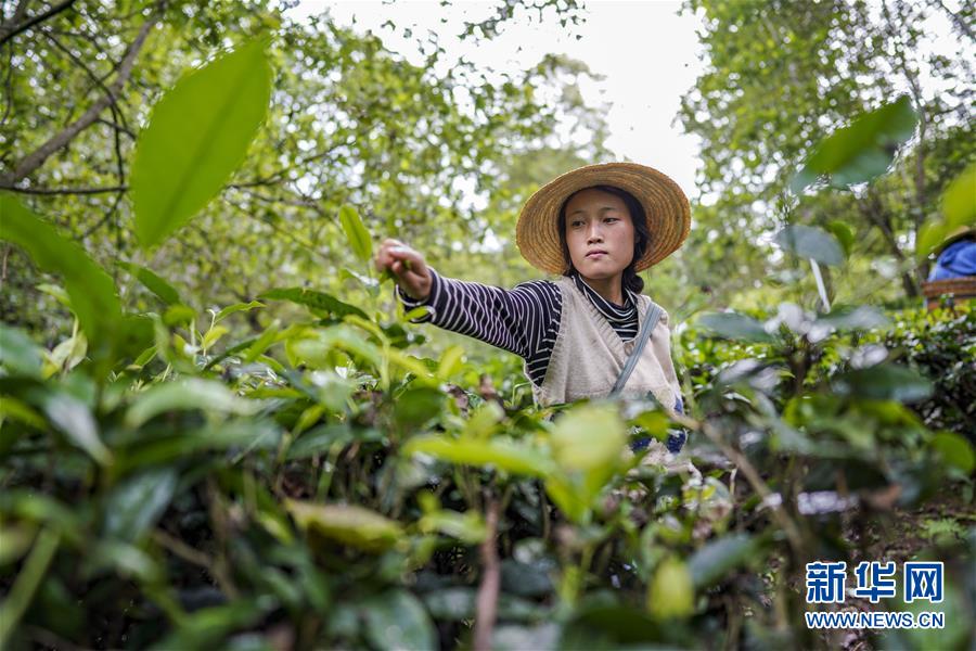 （決戰(zhàn)決勝脫貧攻堅·圖文互動）（4）怒江大峽谷興起“生態(tài)行當(dāng)”