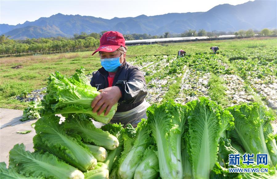 （圖文互動）（4）廣西桂林：“借力+接力”新鮮蔬菜進(jìn)社區(qū)