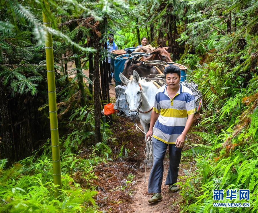 （決戰(zhàn)決勝脫貧攻堅·圖文互動）（1）老余賣騾子