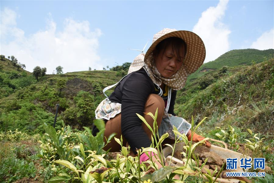 （新華全媒頭條·圖文互動(dòng)）（14）初夏，循著總書記的腳步探訪產(chǎn)業(yè)扶貧新事