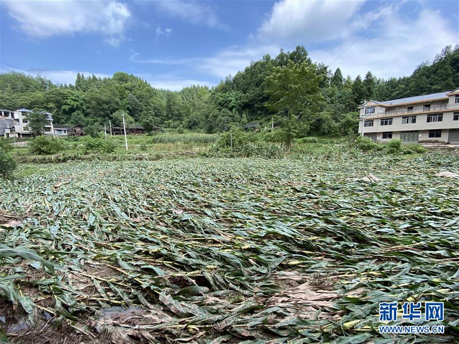 （防汛抗洪·圖文互動）（4）山洪襲來前，澧水河畔大轉移