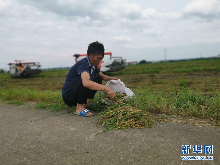 （新華視點(diǎn)·聚焦餐桌外的浪費(fèi)·圖文互動(dòng)）（1）顆粒歸倉(cāng)為何難實(shí)現(xiàn)？我國(guó)糧食收割環(huán)節(jié)損失驚人