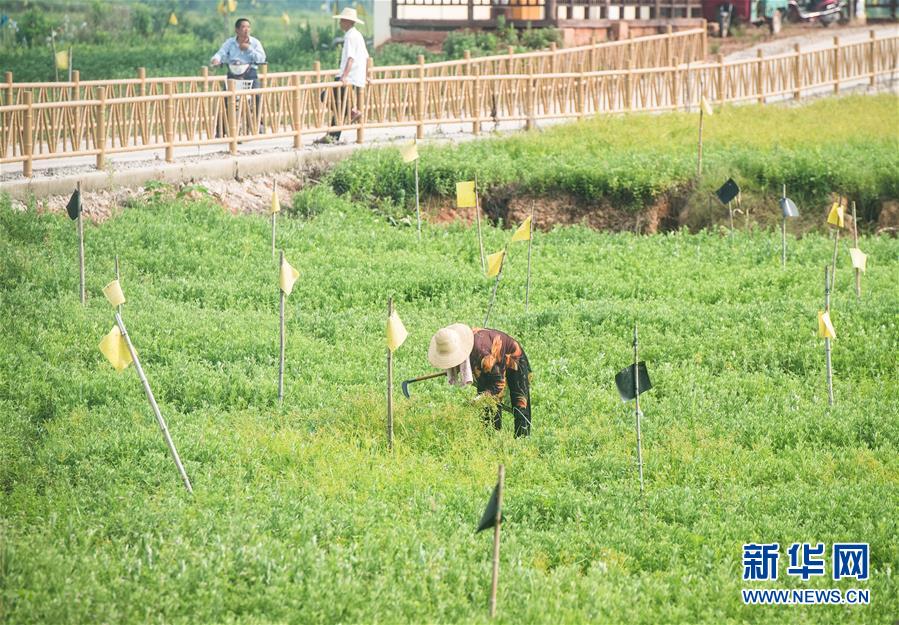 （新華全媒頭條·走向我們的小康生活·圖文互動）（9）特殊之年，荊楚大地書寫不平凡的答卷