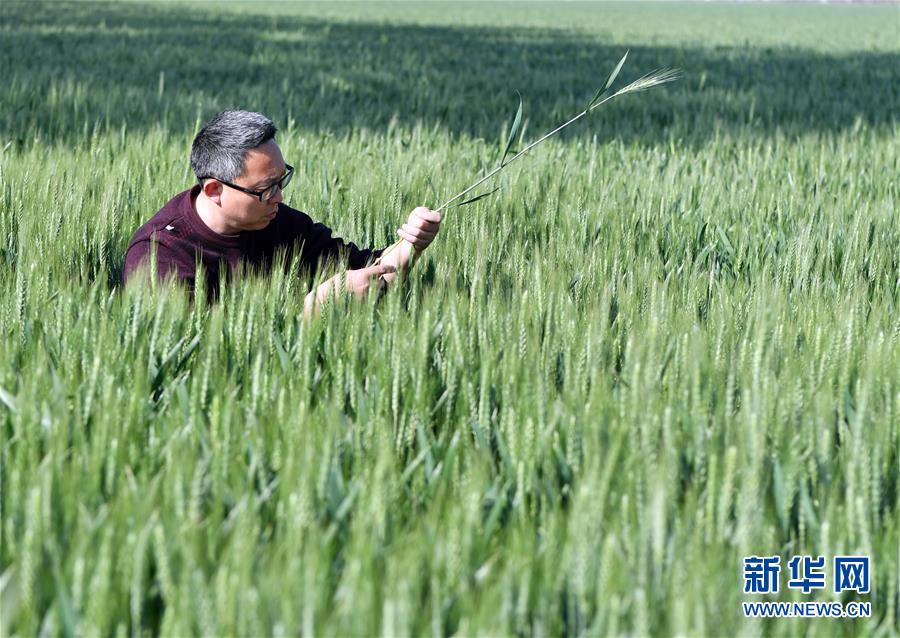 （在習近平新時代中國特色社會主義思想指引下——新時代新作為新篇章·習近平總書記關切事·圖文互動）（5）新農事、新希望——夏收前田間新動態(tài)掃描