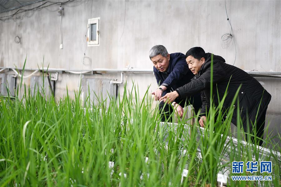 （在習(xí)近平新時代中國特色社會主義思想指引下——新時代新作為新篇章·習(xí)近平總書記關(guān)切事·圖文互動）（4）讓農(nóng)民挑上“金扁擔(dān)”——農(nóng)業(yè)現(xiàn)代化的生動實(shí)踐掃描