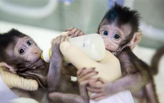 重大突破！兩只克隆猴在中國誕生