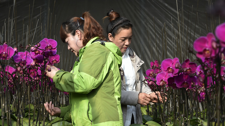 花香迎佳節(jié)