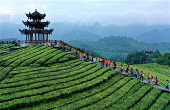 湖北恩施：山區(qū)茶園引游客