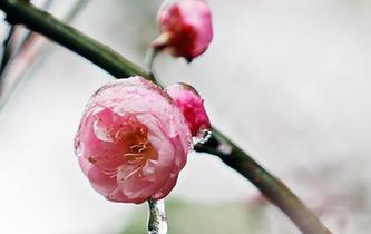 猶有花枝俏