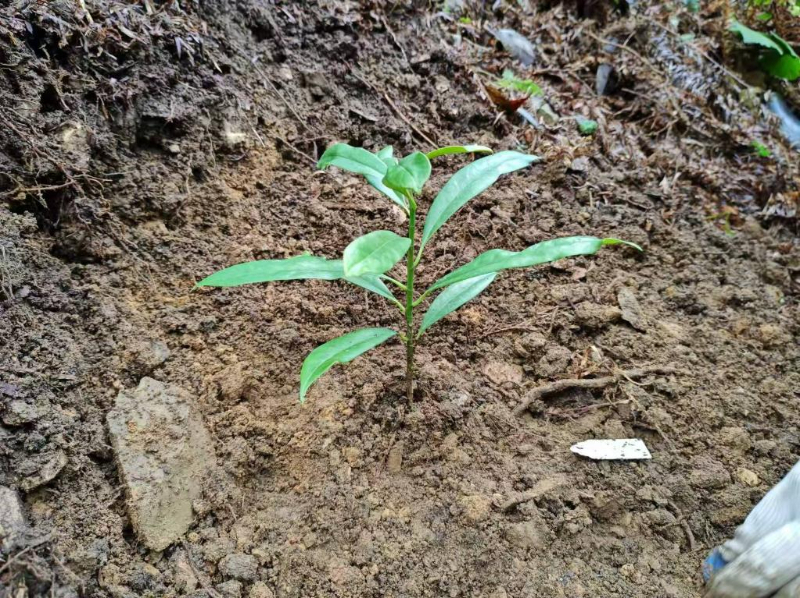 科研人員對極危植物蒼背木蓮實施野外回歸