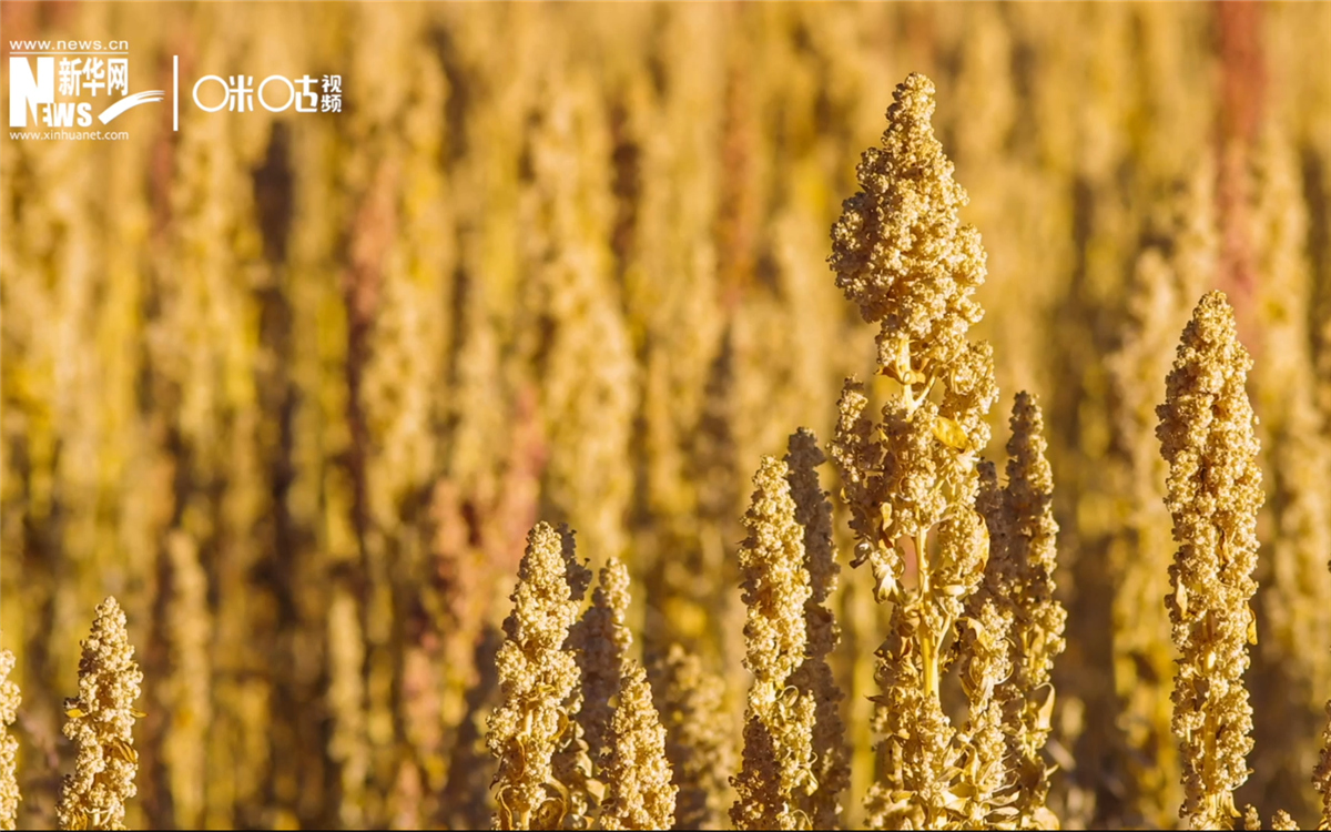 藜麥有極強的環(huán)境適應能力和低成本、高回報的種植模式