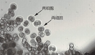 實踐十號衛(wèi)星小鼠胚胎實驗取得重要突破