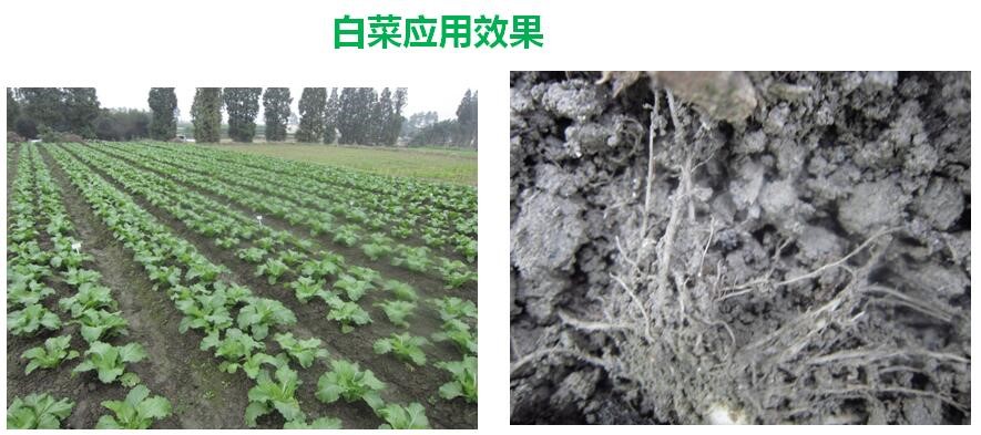 氨基寡糖素 - 植物的免疫衛(wèi)士，根結(jié)線蟲的克星