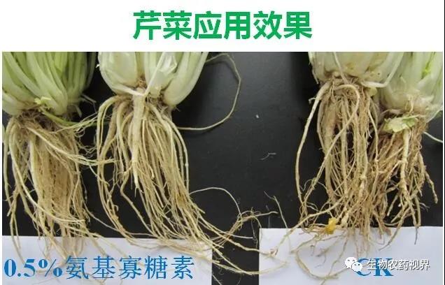 氨基寡糖素 - 植物的免疫衛(wèi)士，根結(jié)線蟲的克星