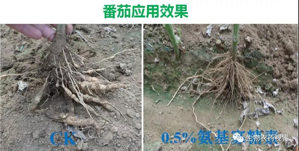 氨基寡糖素 - 植物的免疫衛(wèi)士，根結(jié)線蟲的克星