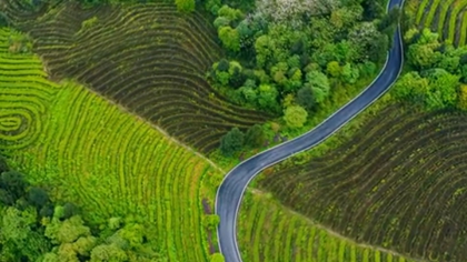 如詩(shī)如畫(huà) 云海里的茶園