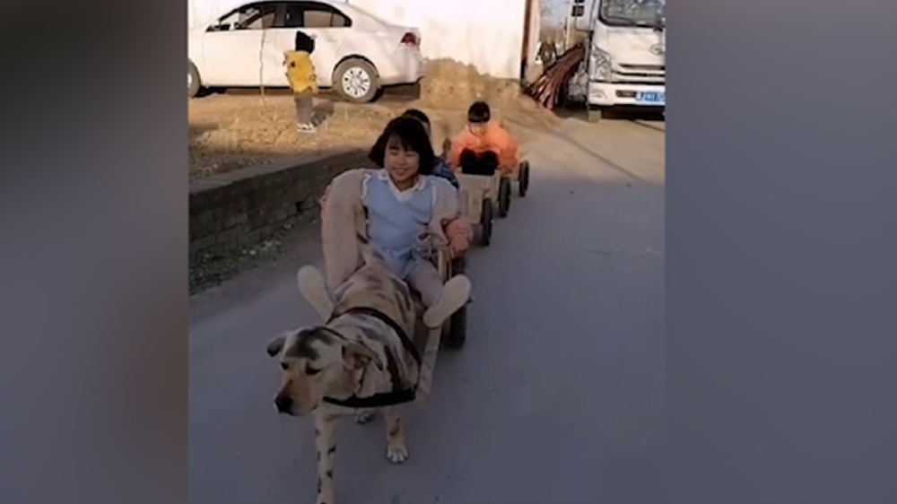 男子給孩子做縮小版小火車(chē)，家里的狗狗做動(dòng)力拉著孩子上學(xué)