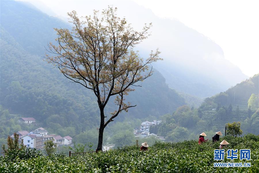 （亞洲文明對話大會(huì)）（4）茗香亞洲 茶韻綿長