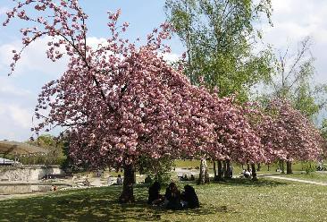 巴黎：花前樹下