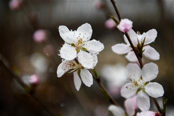 塞外桃花浴春雪